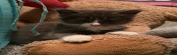 Maine Coon cats for sale: Unsexed greys with white mittens - Advert 8