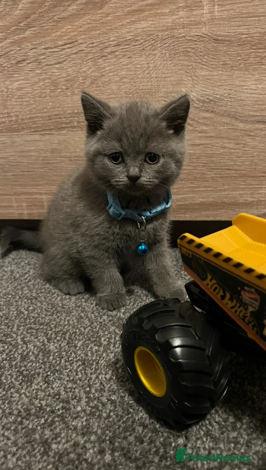 British Shorthair cats for sale: Beautiful BSH Kittens / GCCF registered  - Advert 9