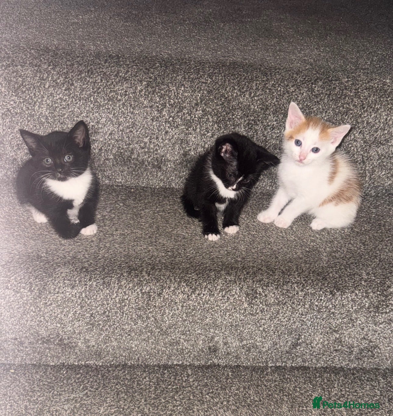 Mixed Breed cats 3 kittens  - Advert 4