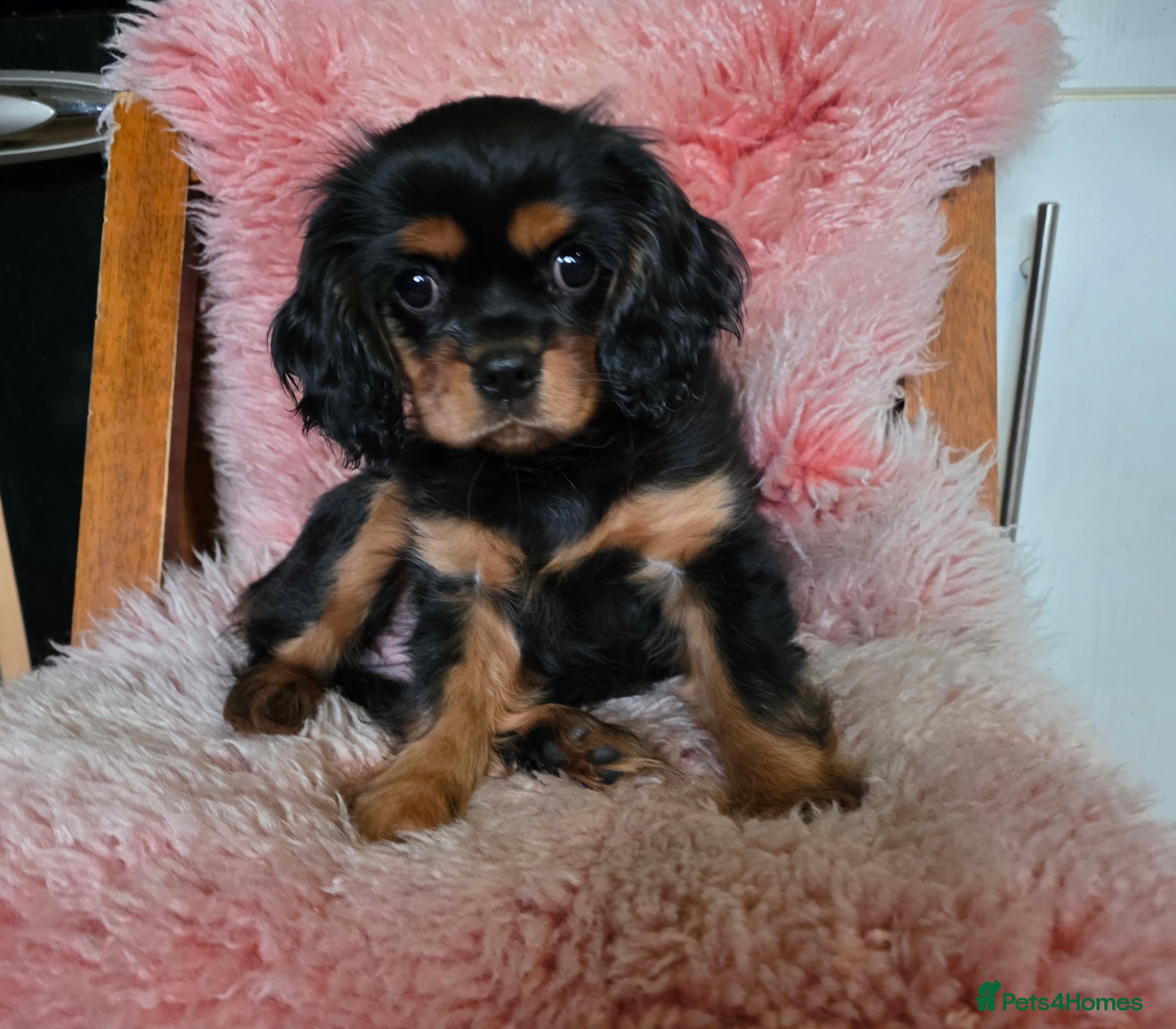 Cavalier King Charles Spaniel dogs KC Cavalier King Charles  - Advert 16