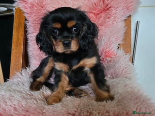 Cavalier King Charles Spaniel dogs KC Cavalier King Charles - Advert 11