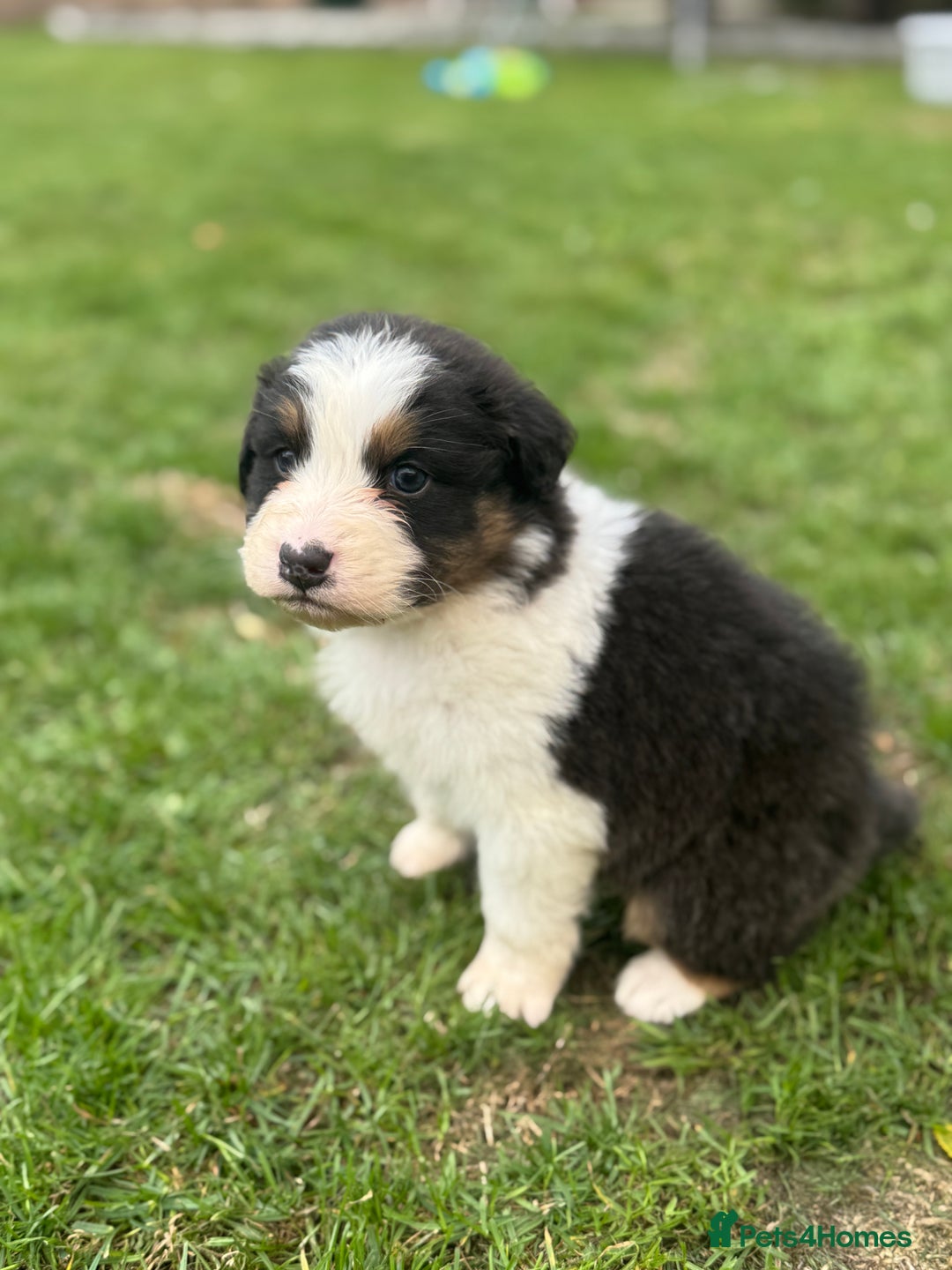 Australian Shepherd dogs for sale: 5 KC registered Australian Shepard puppies - Image 16