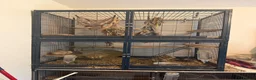 Degus rodents for sale: 4 x Degus plus savic rodent cage plus extras - Advert 4