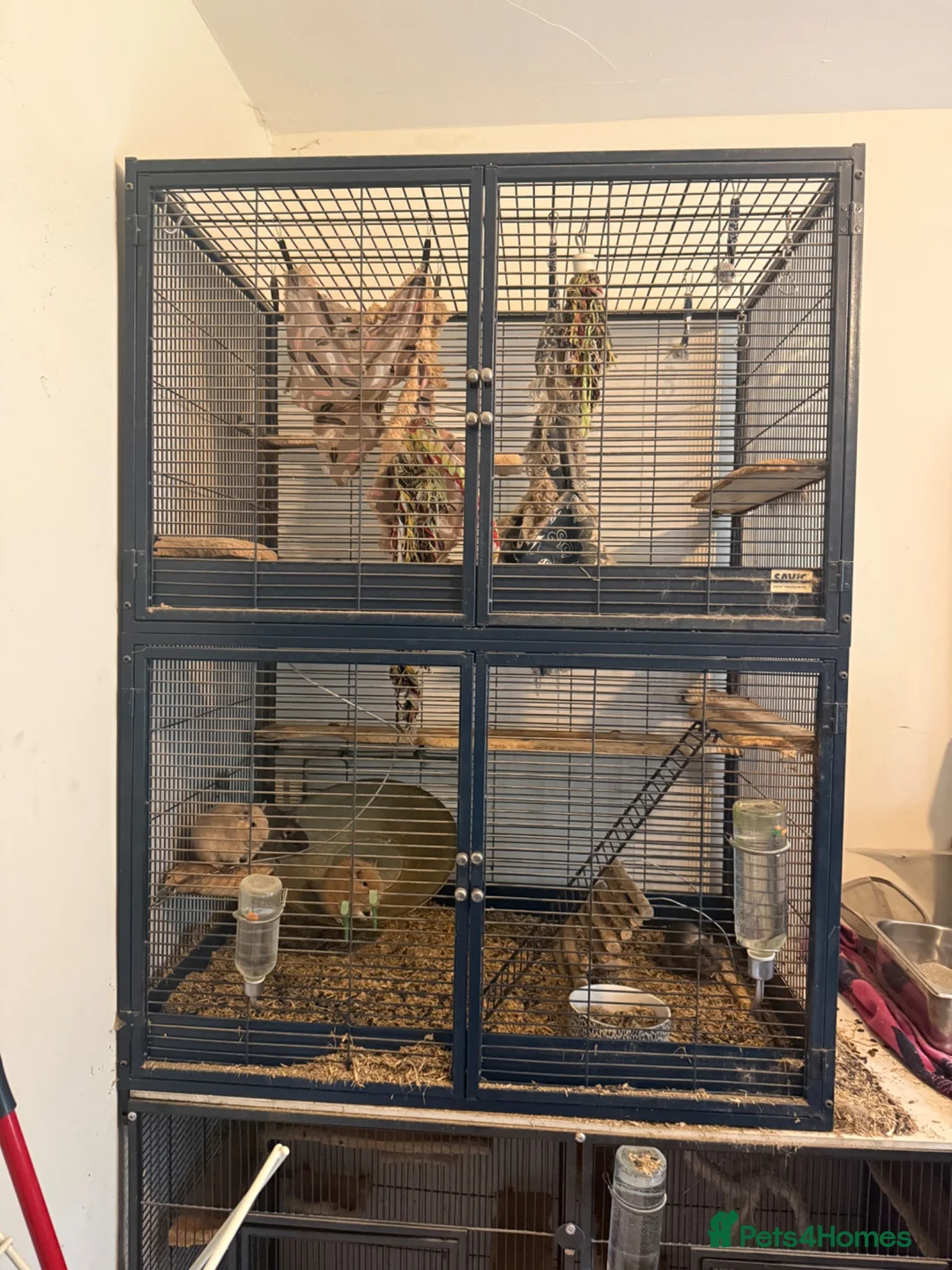 Degus rodents for sale: 4 x Degus plus savic rodent cage plus extras - Advert 4