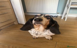 Basset Hound dogs for sale: Female Basset Hound for rehome - Image 5