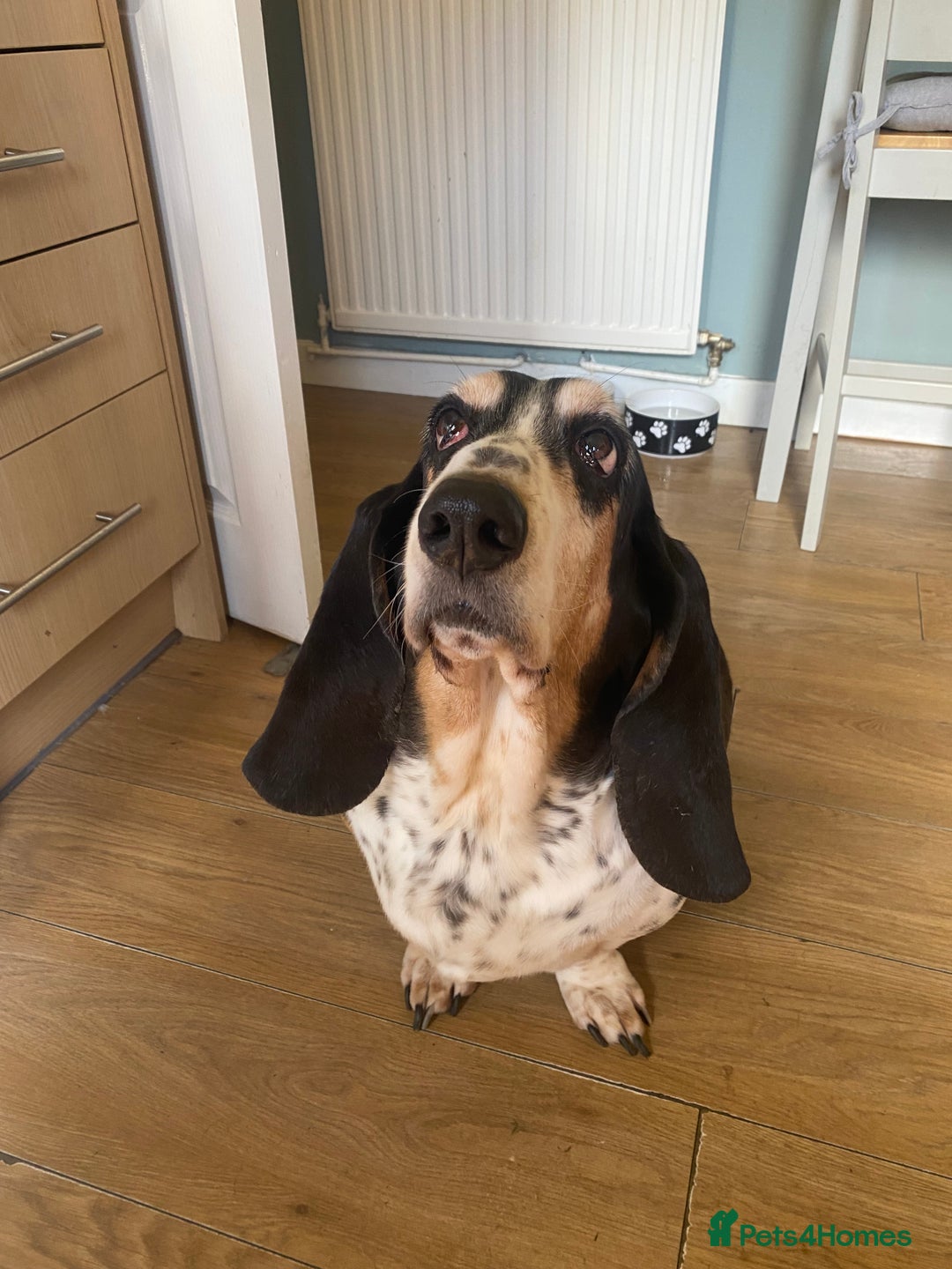 Basset Hound dogs for sale: Female Basset Hound for rehome - Image 5