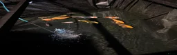 Koi Carp fish for sale: Beautiful koi carp and gold fish for sale - Advert 2