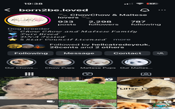 Chow Chow dogs for sale: 🧸🧸Beautiful litter of chow chow puppies🧸🧸 - Image 2