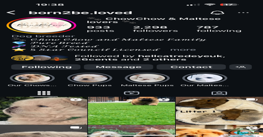 Chow Chow dogs - Advert 3