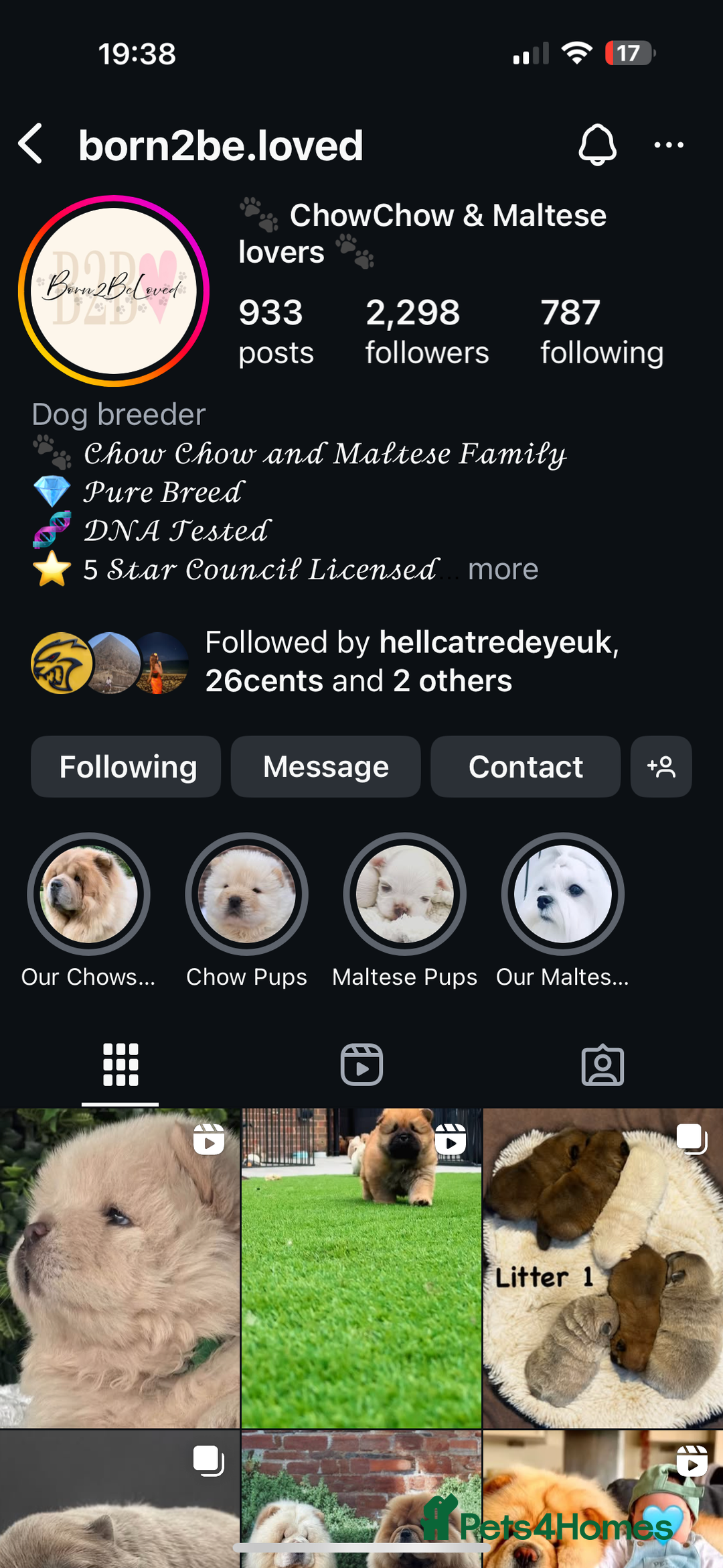 Chow Chow dogs for sale: 🧸🧸Beautiful litter of chow chow puppies🧸🧸 - Image 2