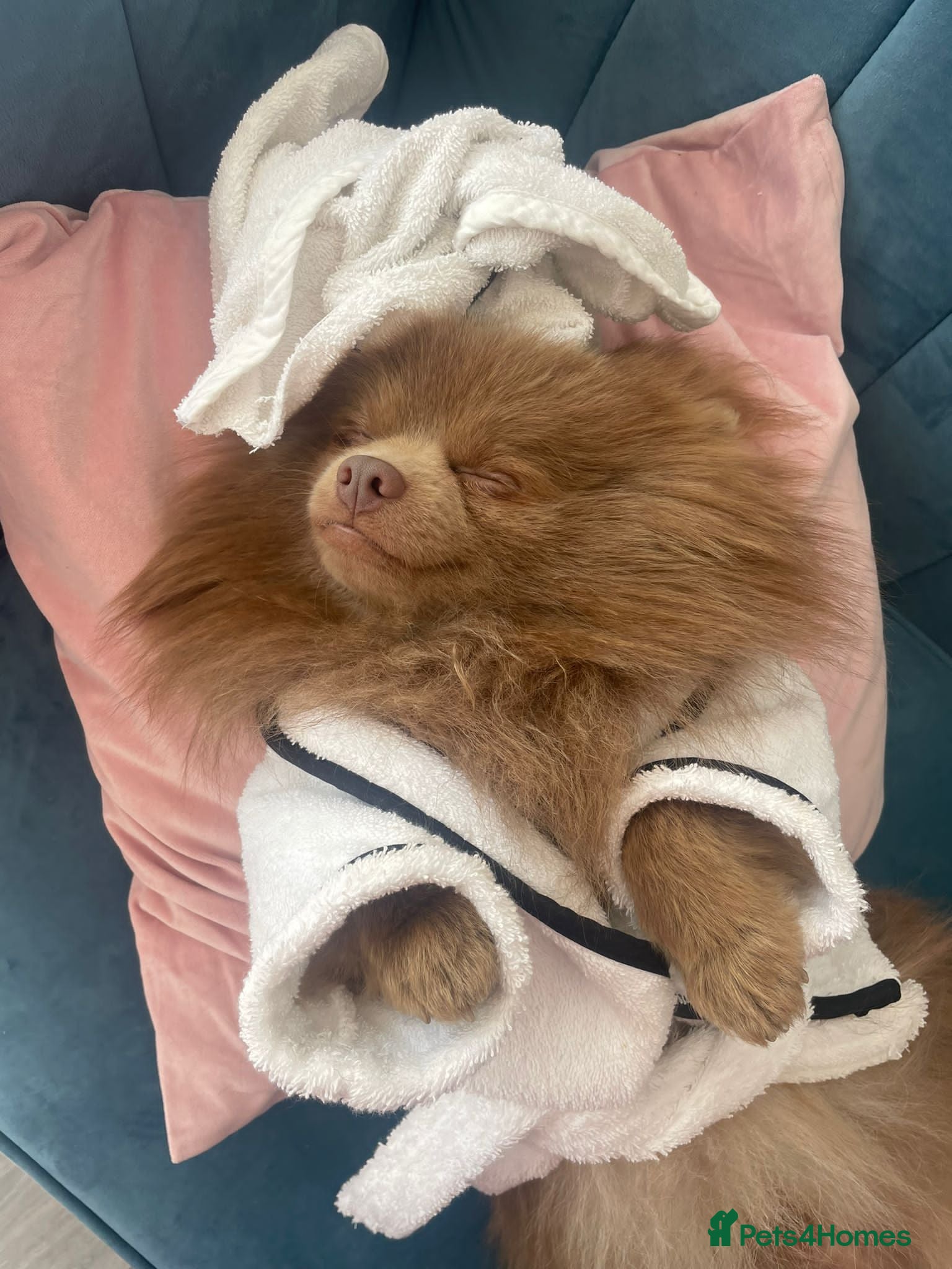 Pomeranian dogs Kai Kai lilac boy 💜  ( STUD ONLY ) (PROVEN)  in Liverpool - Advert 6