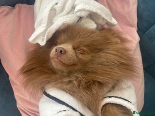 Pomeranian dogs Kai Kai lilac boy 💜 ( STUD ONLY ) (PROVEN) in Liverpool - Advert 23