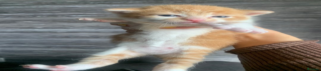 Mixed Breed Kitten 5