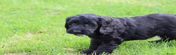 Cockapoo dogs for sale: Beautiful Cockapoo puppies for sale  - Advert 5