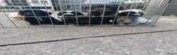 Sprocker dogs for sale: Stunning Sprocker Spaniel Puppies For Sale in Hull - Advert 4
