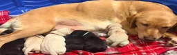 Labrador Retriever dogs for sale: Kc registered Labrador puppies - Advert 10