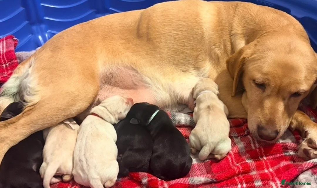 Labrador Retriever dogs for sale: Kc registered Labrador puppies - Advert 10