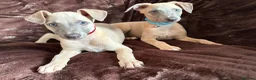 Whippet dogs for sale: Beautiful KC Registered Whippets  - Advert 10
