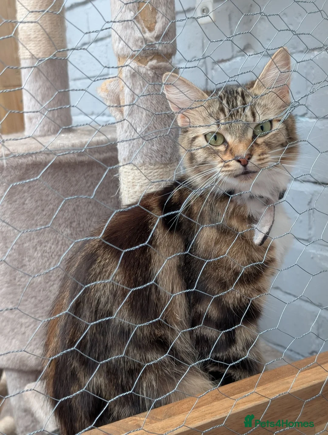 Mixed Breed cats for sale: X2 cats  - Advert 6