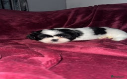 Shih Tzu dogs for sale: Shih Tzu Puppies  - Image 19