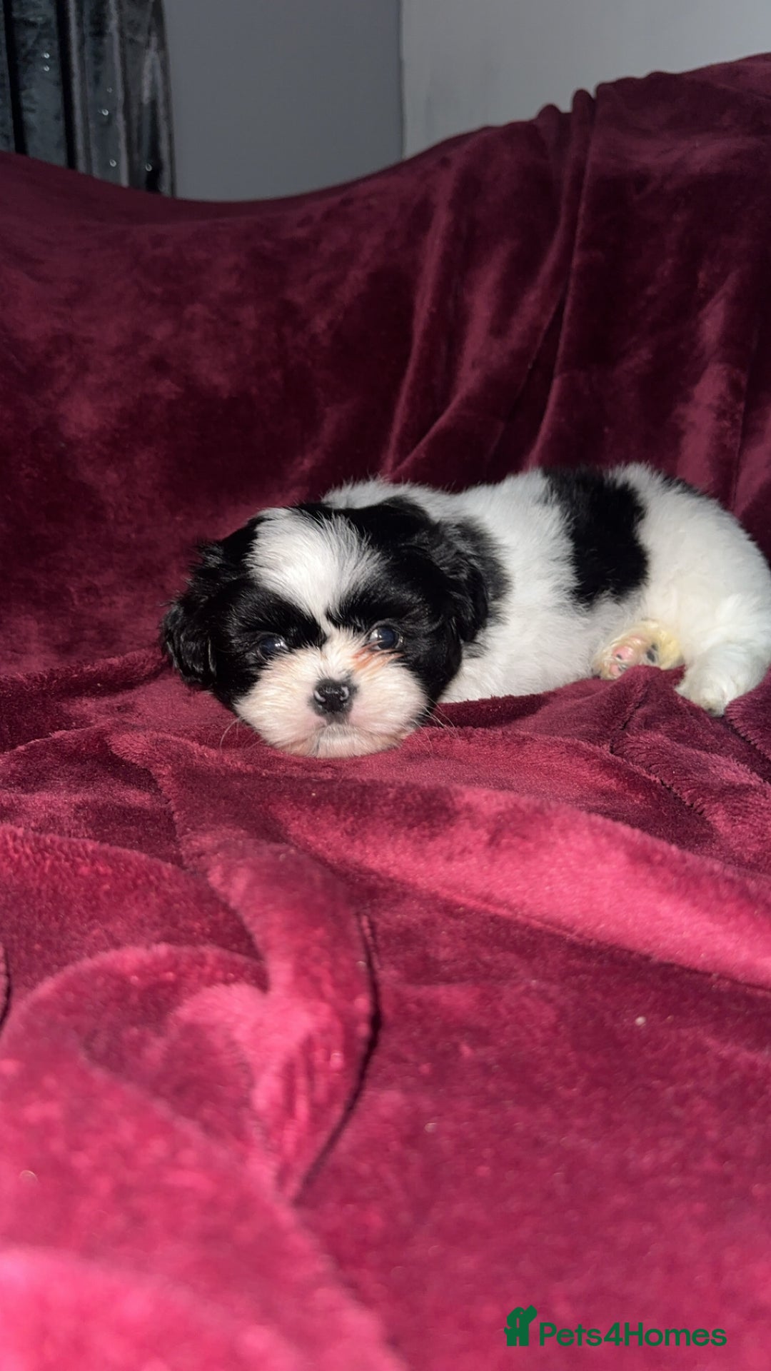 Shih Tzu dogs for sale: Shih Tzu Puppies  - Image 19