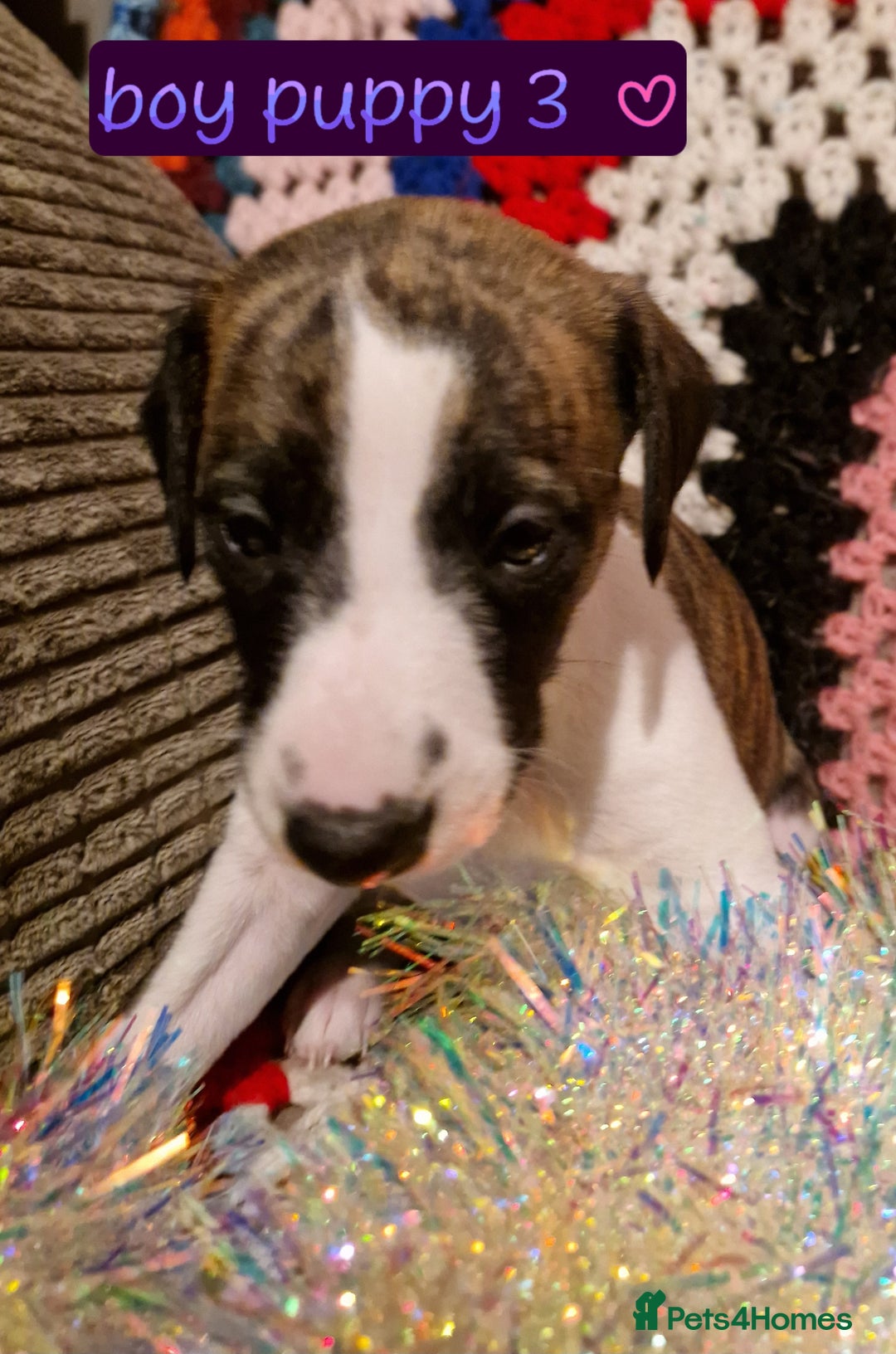 Whippet dogs for sale: Gorgeous whippet puppies - Advert 7