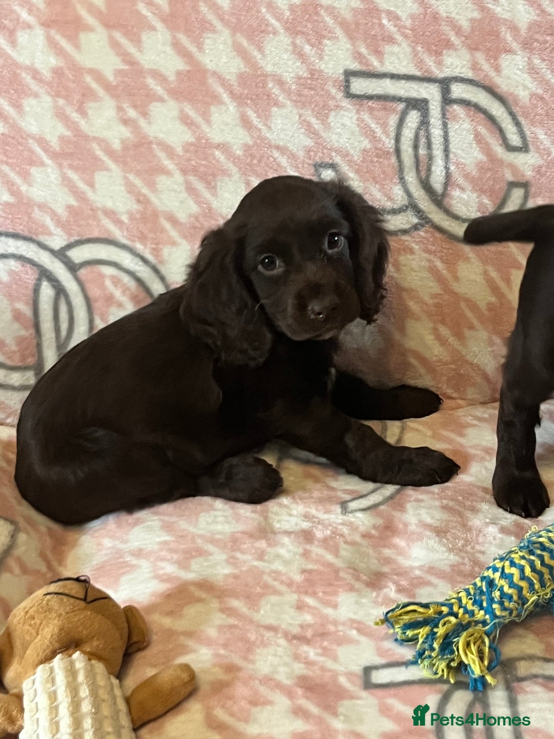 Cocker Spaniel dogs for sale: Cocker spaniel pups - Image 10