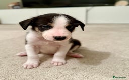 Border Collie dogs for sale: Litter of 5 border collies for sale - Image 3