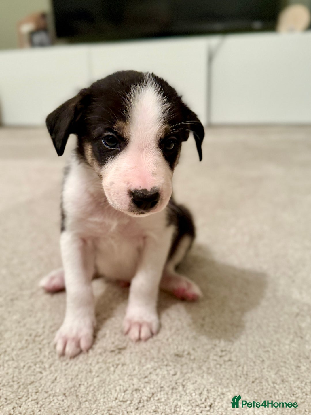 Border Collie dogs for sale: Litter of 5 border collies for sale - Image 3