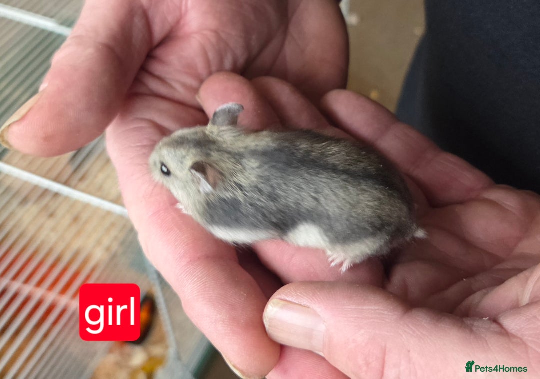 Hamster rodents for sale: Russian dwarf hamsters - Advert 5