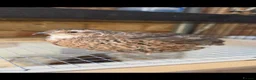 Quail poultry for sale: For free  in Bedford - Advert 3