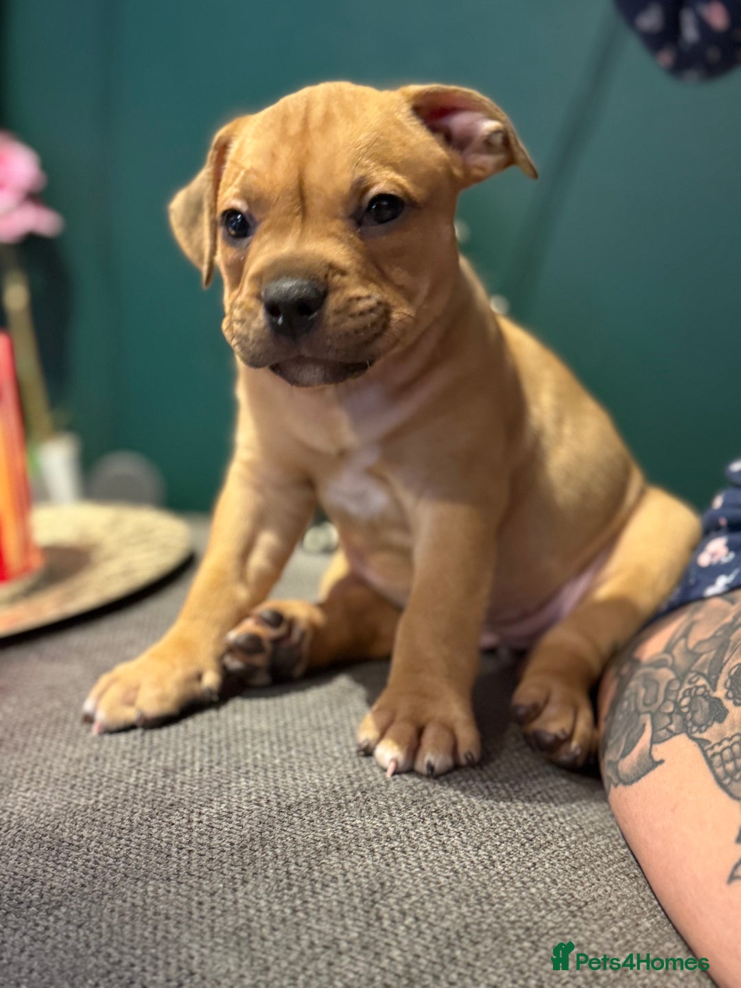 Mixed Breed dogs for sale: American Staffie X Olde English Bulldog Puppies - Advert 7