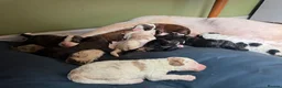 Bernedoodle dogs for sale: Outstanding Bernedoodle F1bs in Peebles - Advert 3