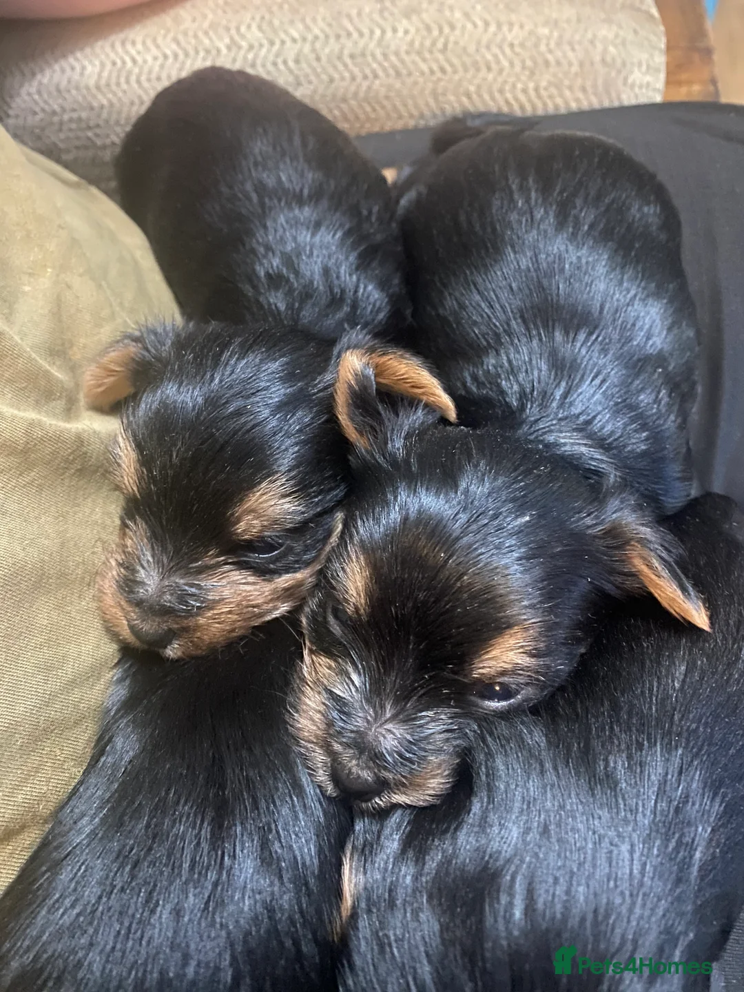 Yorkshire Terrier dogs for sale: 4 Stunning Minature Yorkshire terriers for sale  - Advert 34
