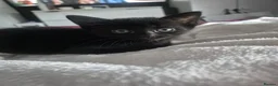 Mixed Breed cats for sale: 3 beautiful loving and playful kittens for sale - Advert 8