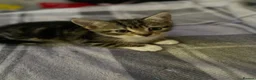 Mixed Breed cats for sale: 4 beautiful kittens  - Advert 4
