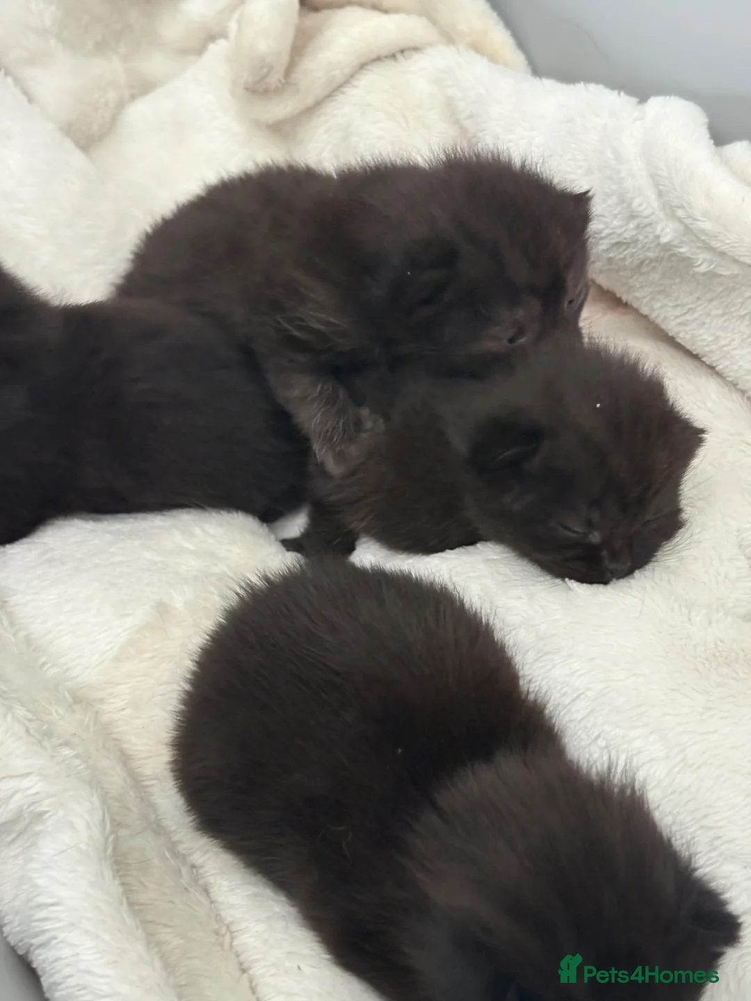 British Shorthair cats for sale: British shorthair kittens  - Advert 2