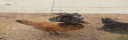 Chickens poultry for sale: 1 rare vorwerk 2 Sweedishflower, lace Wyandotte  in Telford - Advert 2