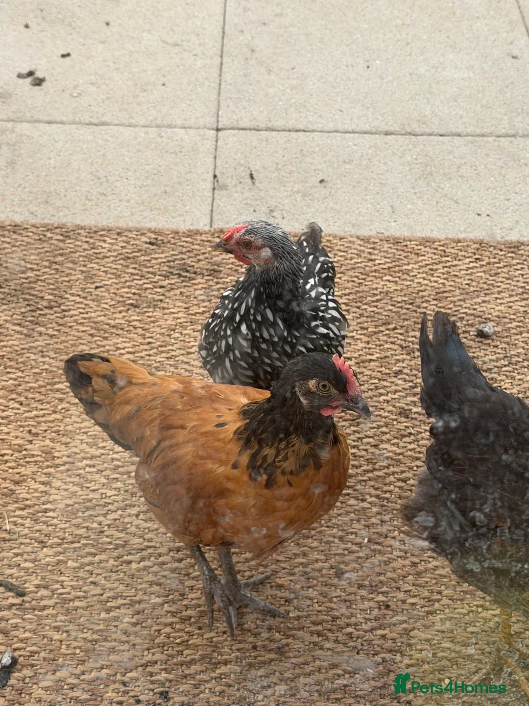 Chickens poultry for sale: 1 rare vorwerk 2 Sweedishflower, lace Wyandotte  in Telford - Advert 2