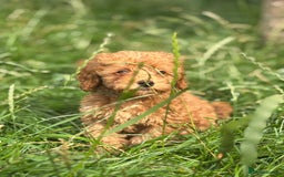 Miniature Poodle dogs for sale: Gorgeous apricot miniature poodle puppies - Image 14