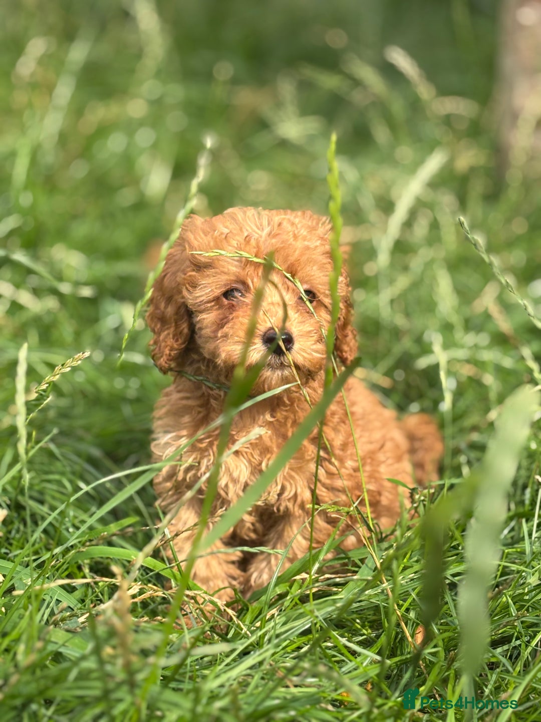 Miniature Poodle dogs for sale: Gorgeous apricot miniature poodle puppies - Image 14