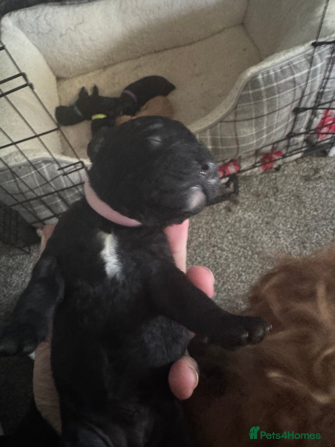 Cockapoo dogs for sale: Cockerpoo pups - Image 5