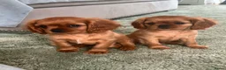 Cavalier King Charles Spaniel dogs for sale: Ruby Cavalier King Charles Spaniel Puppy’s  - Advert 6