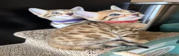 Bengal cats for sale: 🐾 Purebred Bengal Kittens for Sale 🐾 - Advert 14
