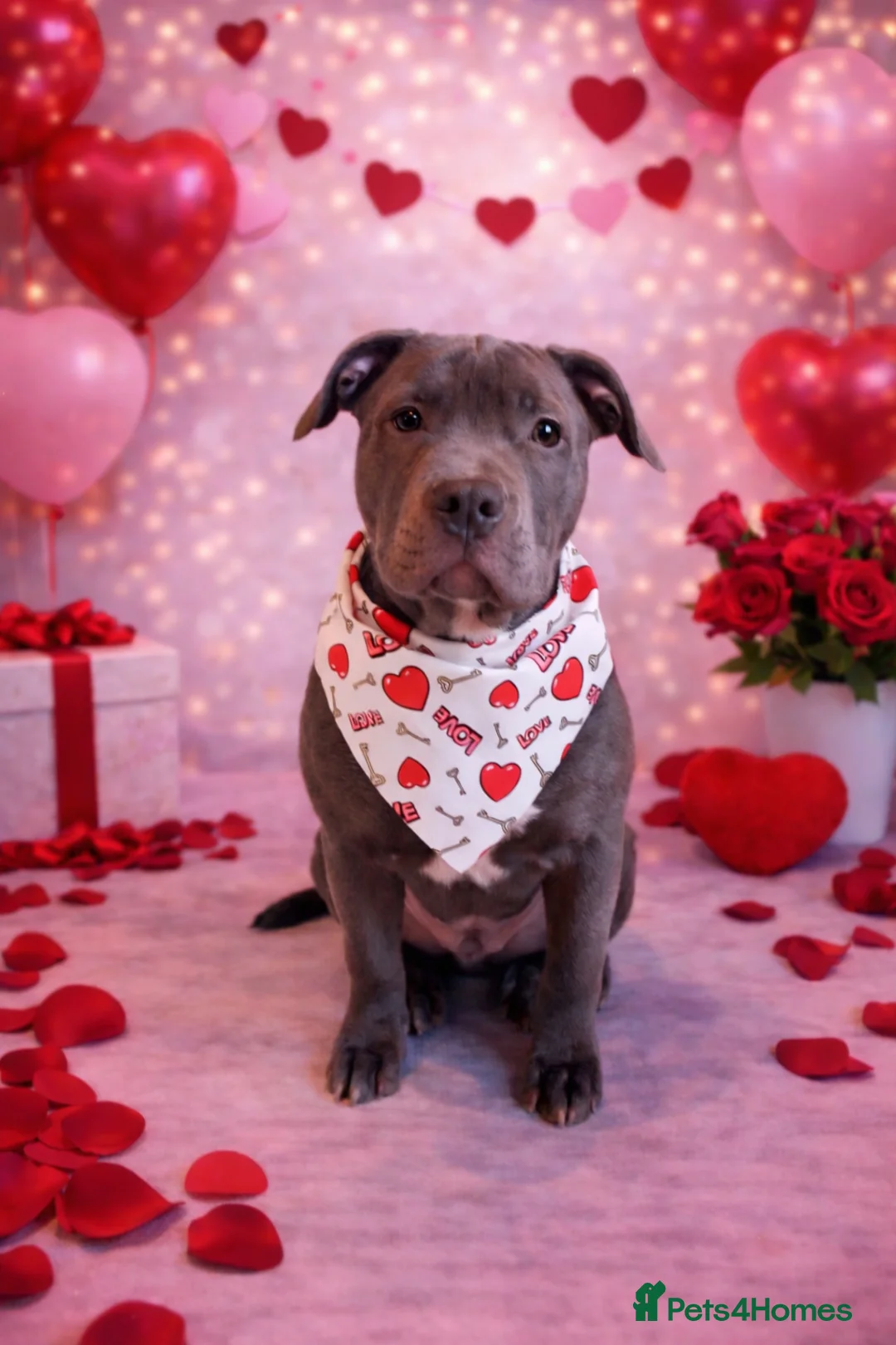 Staffordshire Bull Terrier dogs for sale: 7 month old Staffordshire bull terrier  - Advert 2