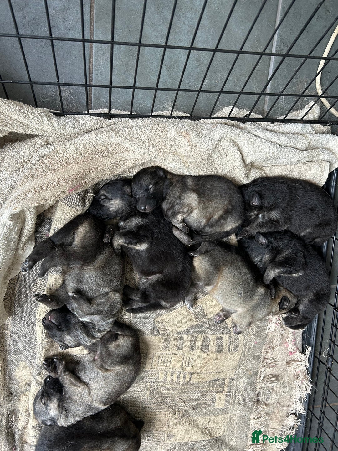 Mixed Breed dogs for sale: 9 gsd x pups for sale  - Image 9