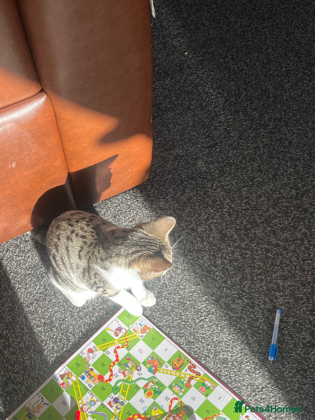 Bengal cats for sale: Bengal x british shorthair female kitten - Advert 5