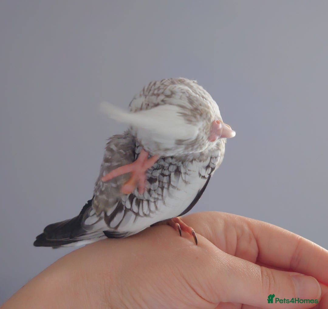 Cockatiels birds for sale: Hand reared silly tame DNA sexed baby cockatiels  - Image 19