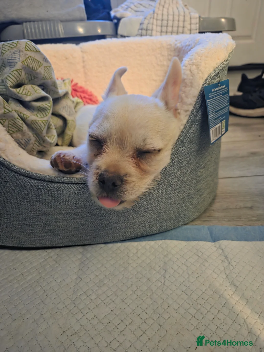 Mixed Breed dogs for sale: Young Frenchie x Jack Russel - Advert 1