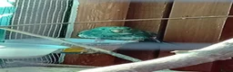 Parakeets birds for sale:   Kakarkis ..parrakeeks in Leicester - Advert 3